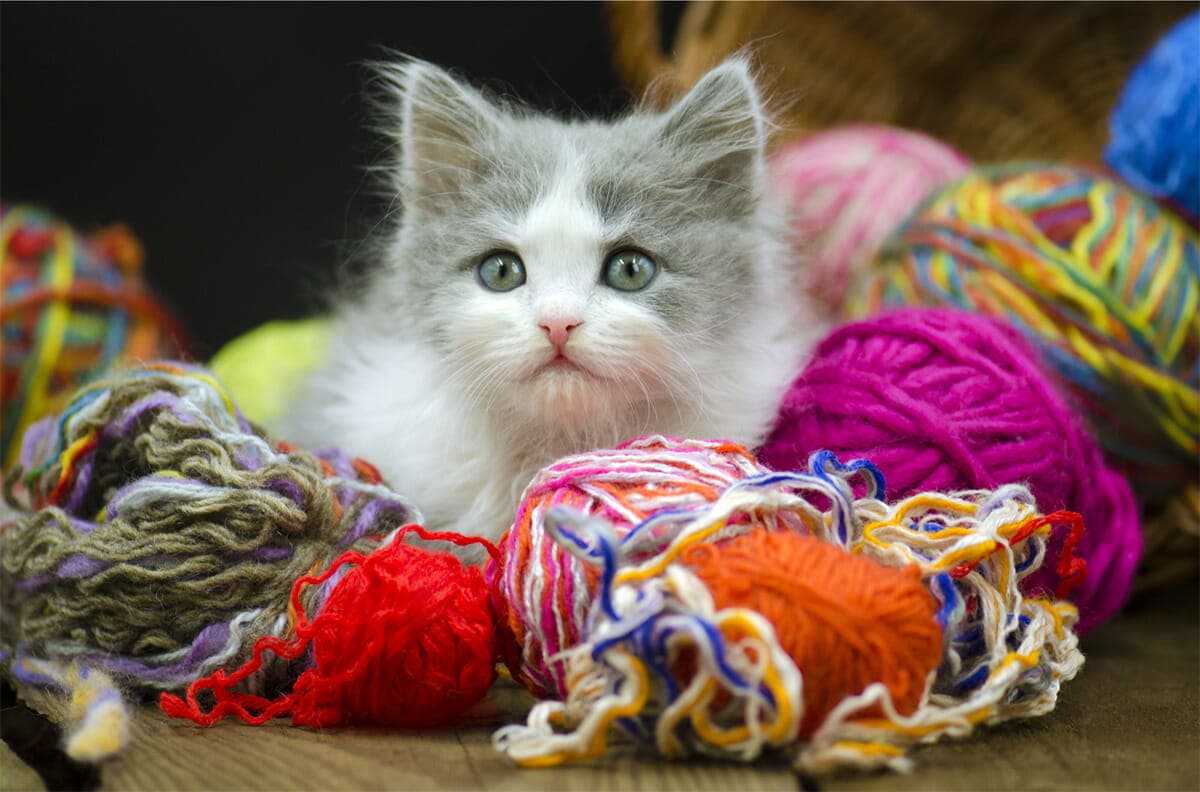 Knitting Yarn Selection CAT