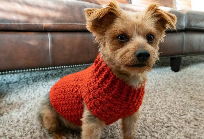 Dog sweater crochet on sale pattern for beginners